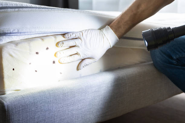 Best Pest Prevention Services  in North Tonawanda, NY