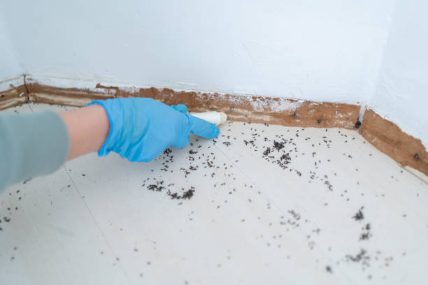 Best Pest Removal Services  in North Tonawanda, NY